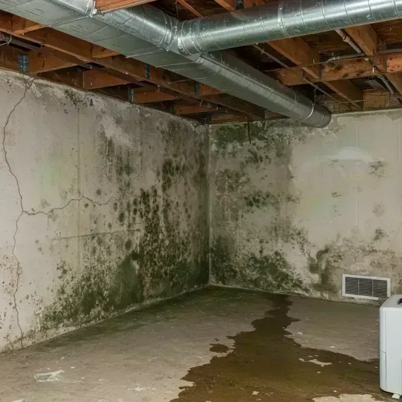 Professional Mold Removal in Bethel, WA